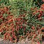 Image result for Wild Shrubs with Red Berries
