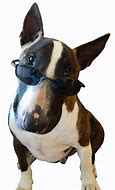 Image result for Funny Dog with Glasses