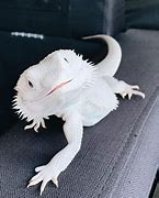 Image result for White Dragon Lizard