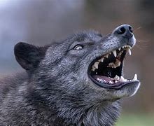 Image result for Wolf Showing Teeth