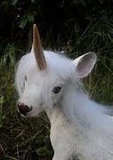 Image result for Black Real Baby Unicorn