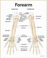 Image result for Arm Structure
