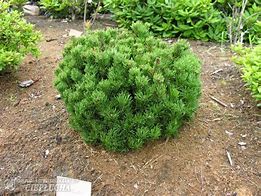 Image result for Pinus mugo Picobello