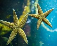 Image result for Vsauce Starfish