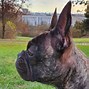 Image result for Hybrid Dogs