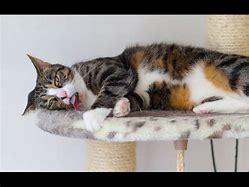 Image result for Cat Catnip Overdose