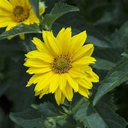 Image result for Heliopsis helianthoides Sonnenschild