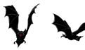 Image result for Scary Bat Drawing