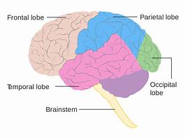 Image result for Brain Anatomy Psychology