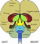 Image result for Human Brain Meme