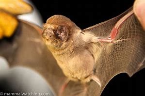 Image result for Ghost-faced Bat