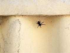Image result for Black House Spider Poisonous