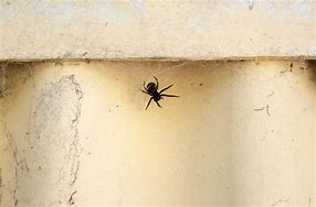 Image result for Black House Spider White