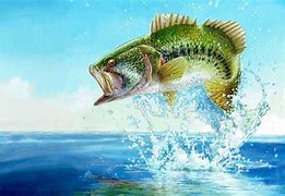 Image result for Bass Pro Wallpaper