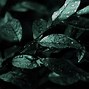 Image result for Dark Green Landscape iPhone Wallpaper