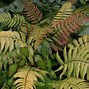 Image result for Dryopteris lepidopoda