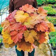 Image result for Heuchera Caramel ®