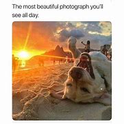 Image result for Animal Memes About Work