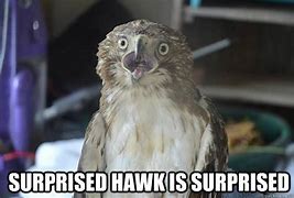 Image result for Hawks Memes