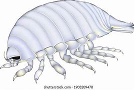 Image result for Isopod Illustration