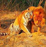 Image result for Tiger Attacking Man