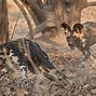 Image result for African Wild Dog Predators