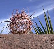 Image result for Desert and Cactus Flyer Background