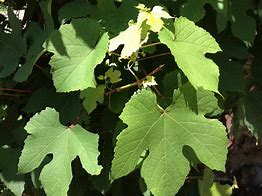 Image result for Grape Vine Leaves