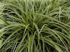 Bildergebnis für Carex Silver Sceptre