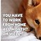Image result for Free Funny Images Work From Home