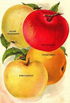 Image result for Vintage Apple Clip Art