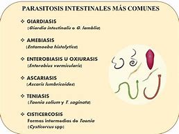 Image result for Parasitos Intestinales