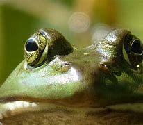 Image result for Types of Frog Eyes