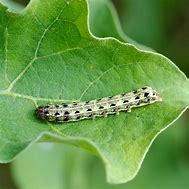 Image result for "cutworm"