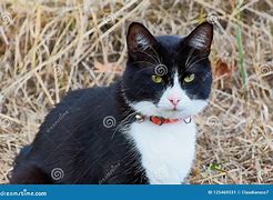 Image result for Black and White House Cat