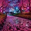 Image result for Cherry Blossom Forest Japan