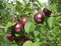 Image result for Malus domestica Kattekop