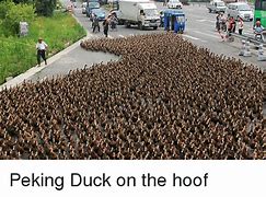 Image result for Peking Duck Meme