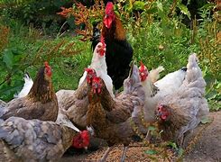Image result for Gallina Criolla