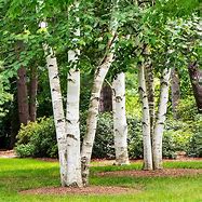 Image result for White Paper Birch Tree Pacific North West