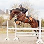 Image result for Equestrian Horse