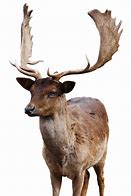 Image result for Deer Spine