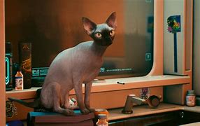 Image result for Nibbles The Cat