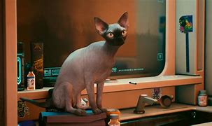 Image result for Nibbles The Cat