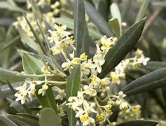 Image result for aceitunillo