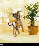 Image result for Dog Retrieving Toy