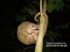 Image result for Philippine Pangolin