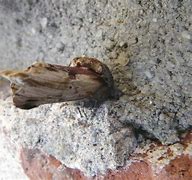 Image result for "redhumped-caterpillar"