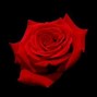 Image result for Bright Red Rose Black Background
