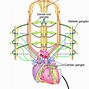 Image result for Heart Neurons